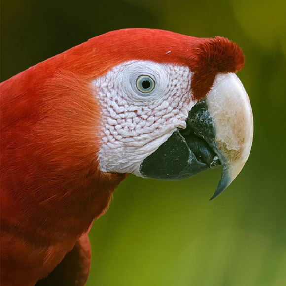 עם מוח גדול באים חיים ארוכים