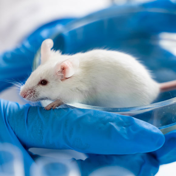 “מפתח” ביוכימי הביא להצערת רקמות של עכברים