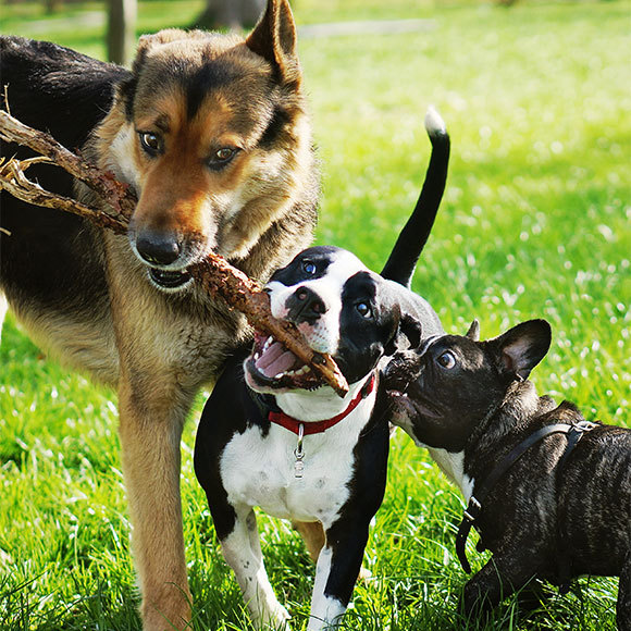 הגזע לא עושה את הכלב