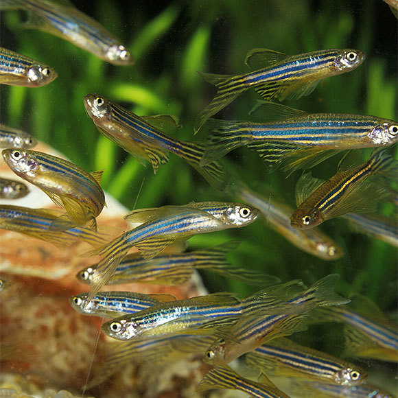 הפלישה הזוהרת