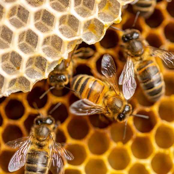 הדבורים חוזרות למשחק