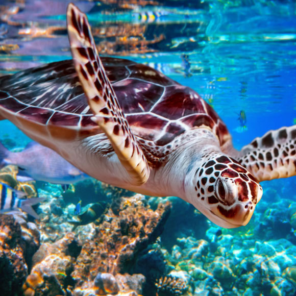 מחשבים מסלול מחדש