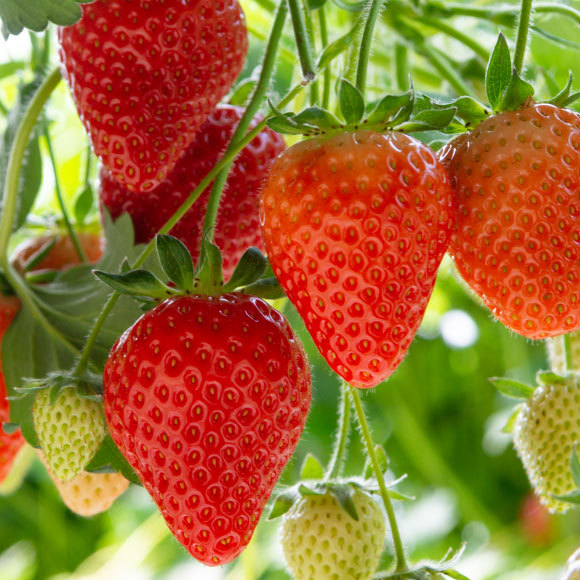האויב הטבעי של אויבי הוא ידידי