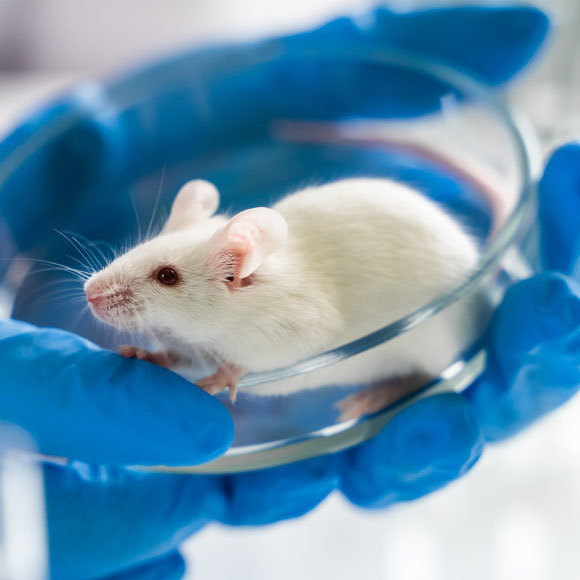 להנדס את מערכת החיסון נגד HIV