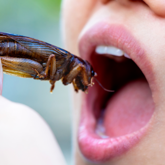 סליחה, יש לי חרק באוכל