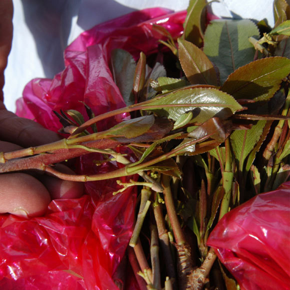 אל תגידו בגת