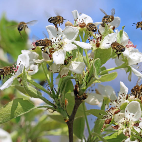 למה דבורים נופלות למים שקטים?