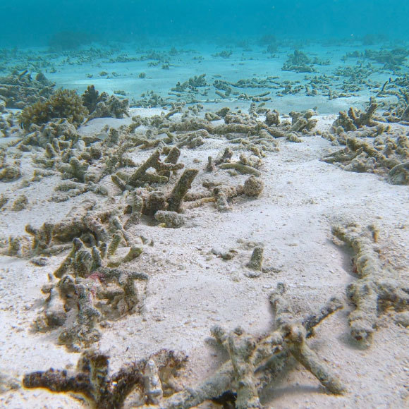 הגנה לבני אדם, רעל לאלמוגים