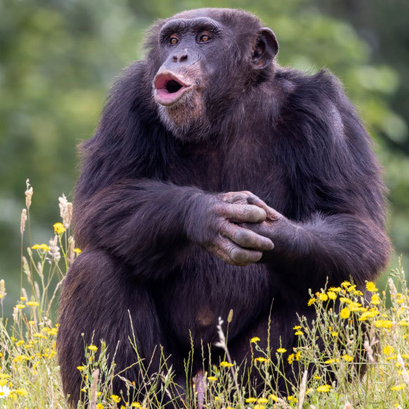 השפה הסודית של השימפנזים