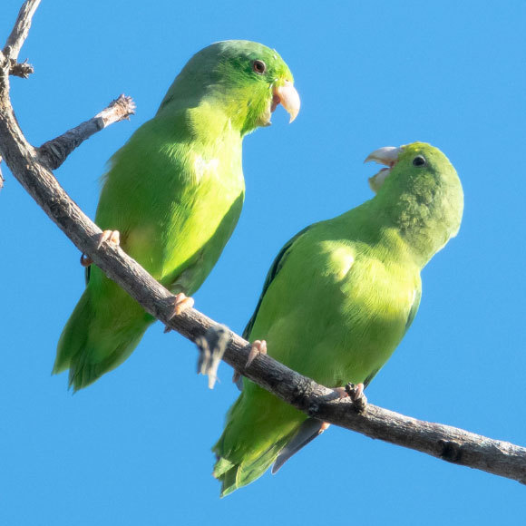 גוזלי התוכים ממלמלים כמו תינוקות