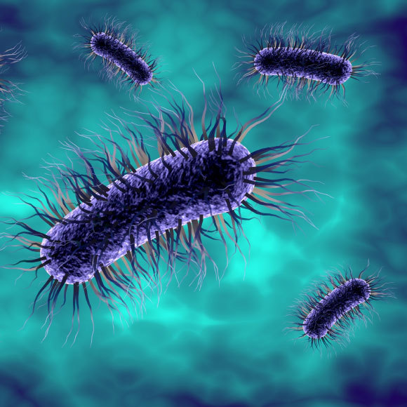 להקשיב לנגינת החיידקים