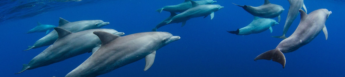 דולפינים באוקיינוס ההודי | Joost van Uffelen, Shutterstock
