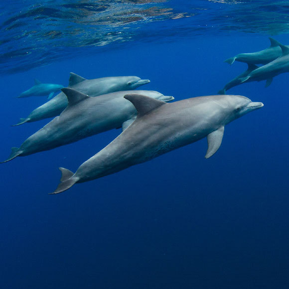 טיפול העור של הדולפינים