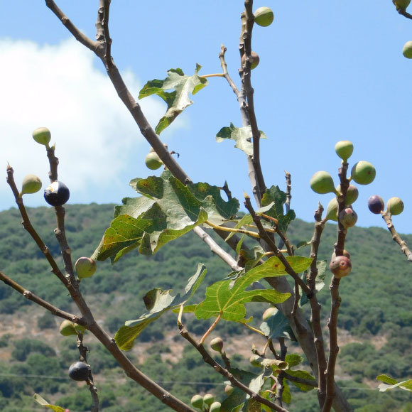 אל תפזרו את הזרעים שלכם