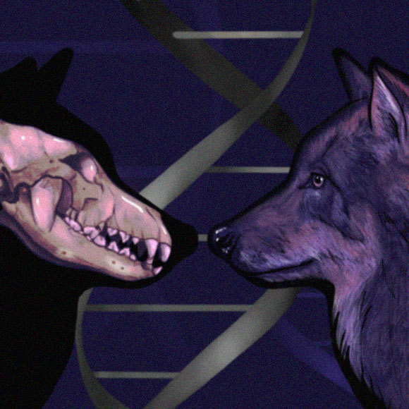 האם הכלב בוית פעמיים?