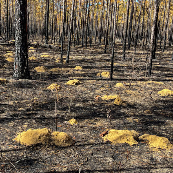 חקלאות של מכרסמים? תלוי את מי שואלים