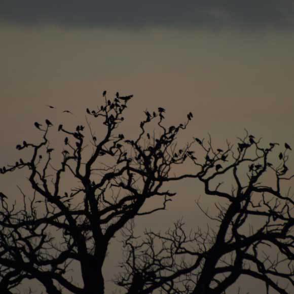 הדמוקרטיה של הציפורים