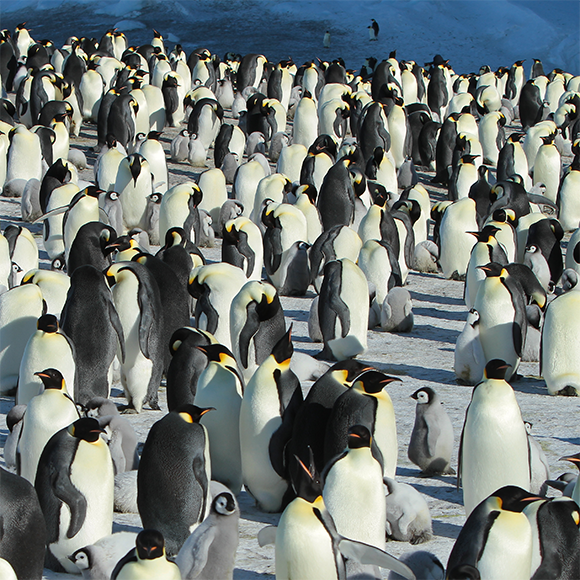 الصّيام في الطّبيعة