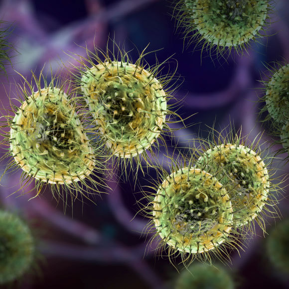 השם הרע של “החיידקים הטורפים”