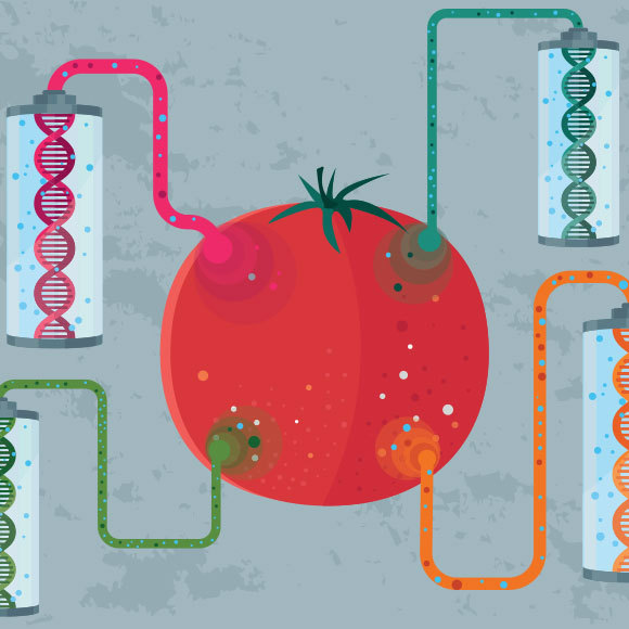 עגבניות במקום אור השמש