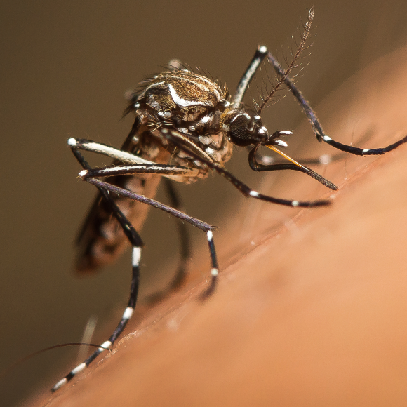 “להוציא את העוקץ” מהעקיצות