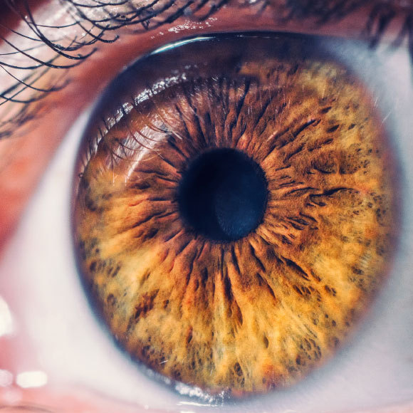 לא רק תחנת כוח: מתמקדים במיטוכונדריה