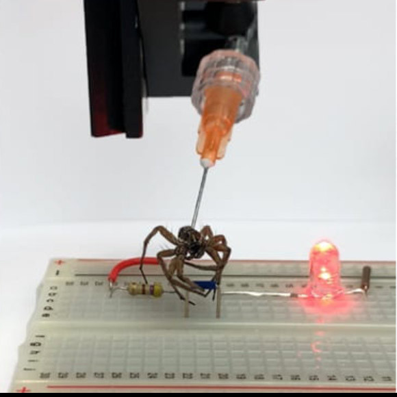 העכבישים המתים החיים