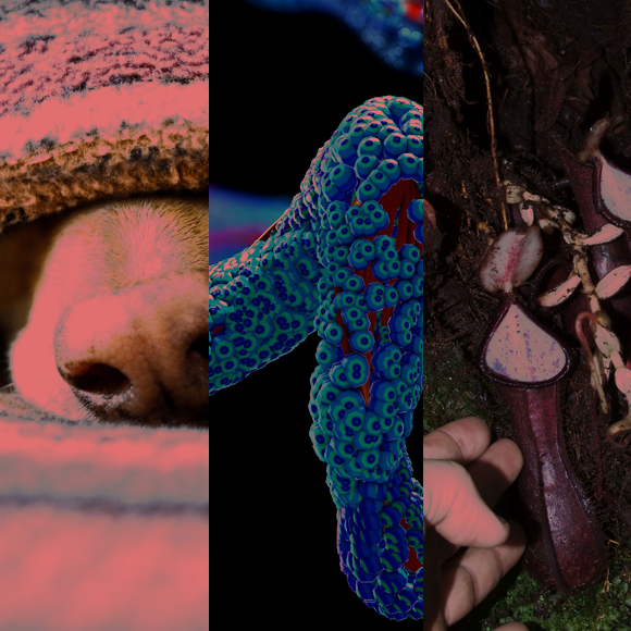 המחקרים החדשים ביותר: מהנשמדע 6/8/2022