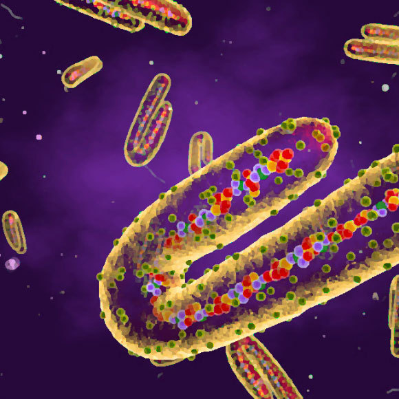 הרוצח האפריקאי: מהו נגיף מרבורג?
