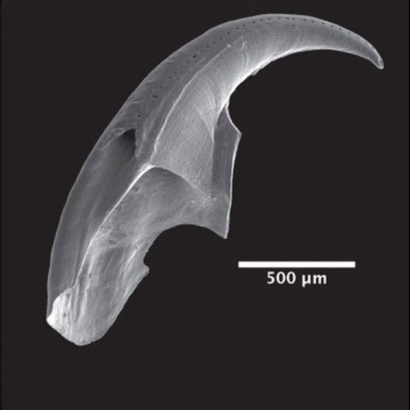 الدّيدان ذَوات الأَسنان النُّحاسيّة