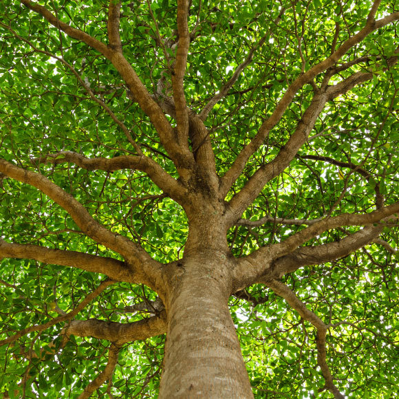 לאונרדו צדק! בערך