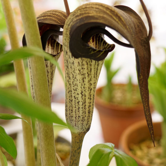 המשיכה הקטלנית של הפרח המפתה