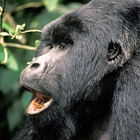 הקולות החדשים של הגורילות