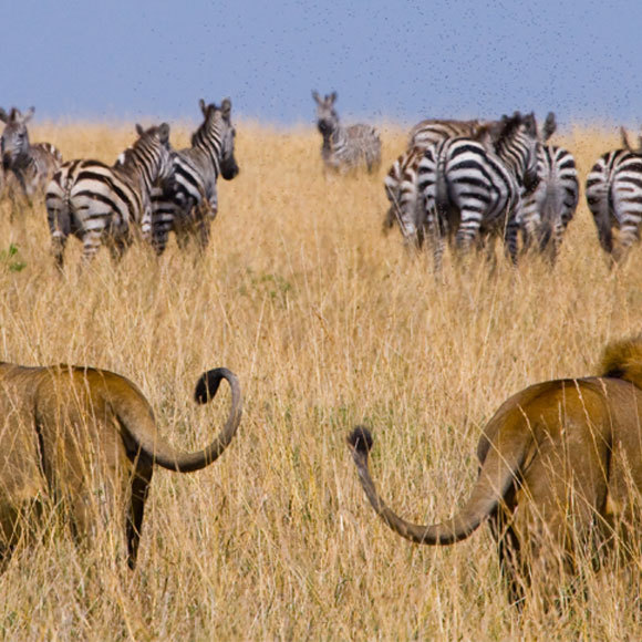 הדילמה של החיים עצמם