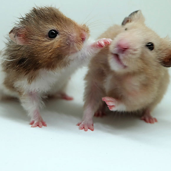 האוגר חמום המוח