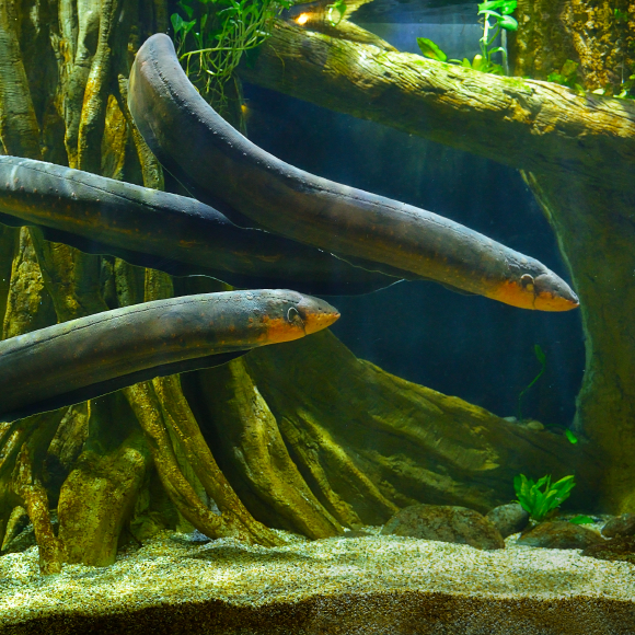 האבולוציה של (דגי) החשמל