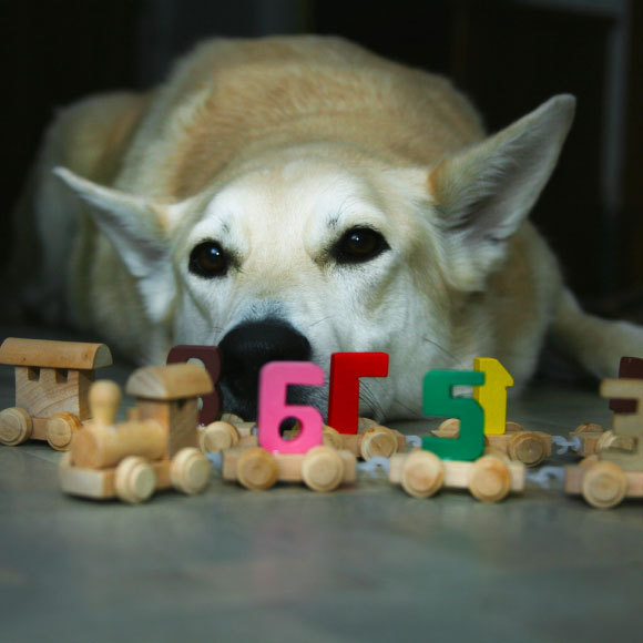 כשחיות עושות חשבון