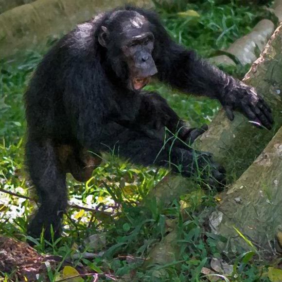 רשת התקשורת של השימפנזים