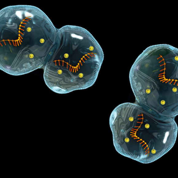 תא חי מעשה ידי אדם