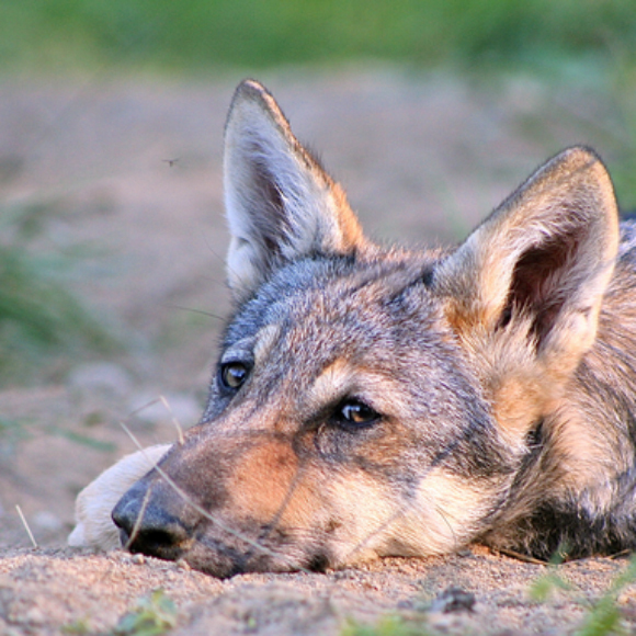 זאב לאדם כלב