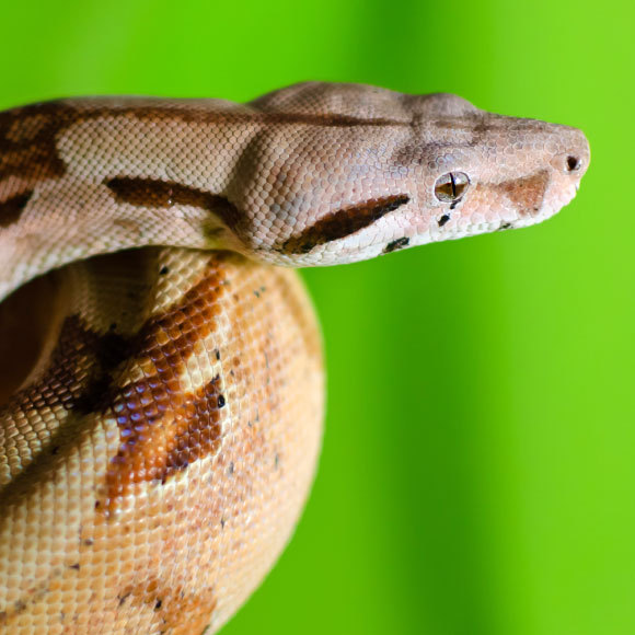 الأصلة العاصرة.. تعصِر ولا تُعصر!