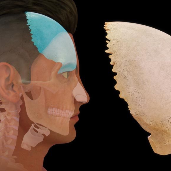 מותר האדם על הניאנדרטל