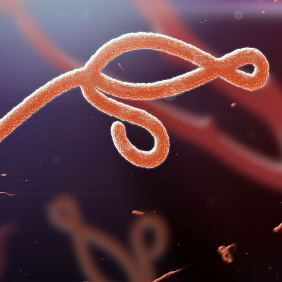 נגיף האבולה מכה שוב