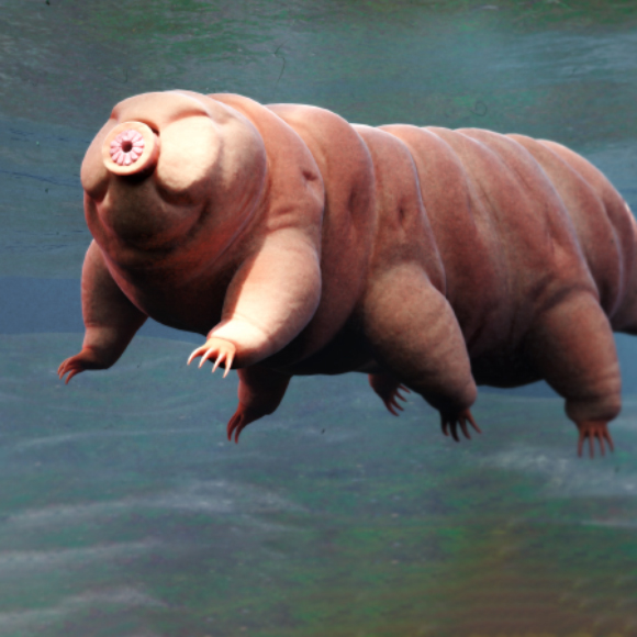 סודם של דובוני המים