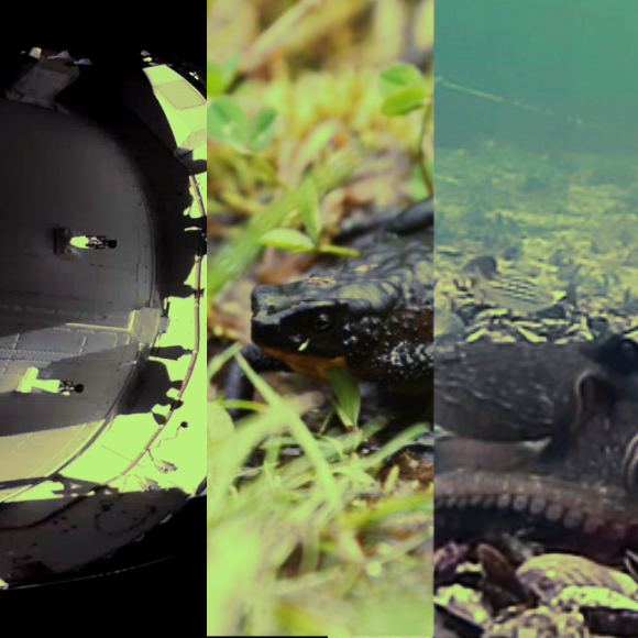 המחקרים החדשים ביותר: מהנשמדע 26/11/2022