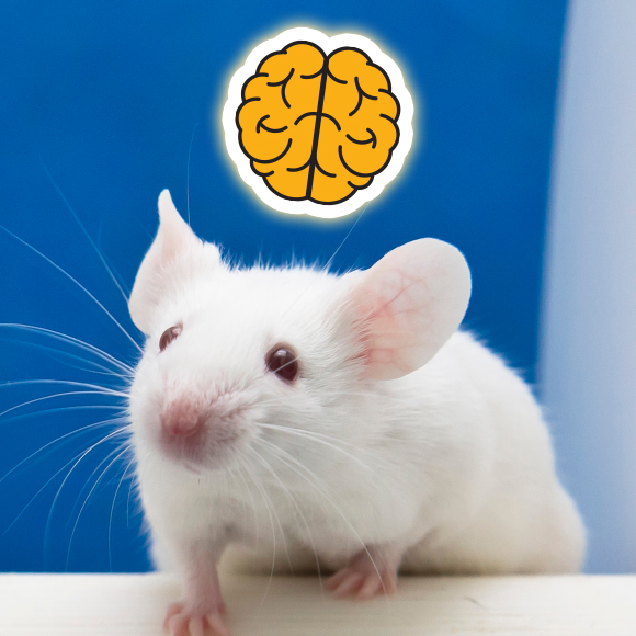 (תאי) מוח אדם בראש חולדה