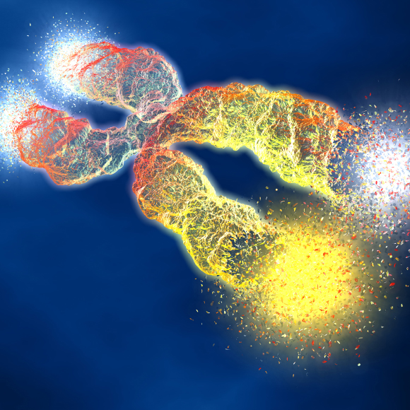 ה”פתיל” שקוצב את אורך החיים