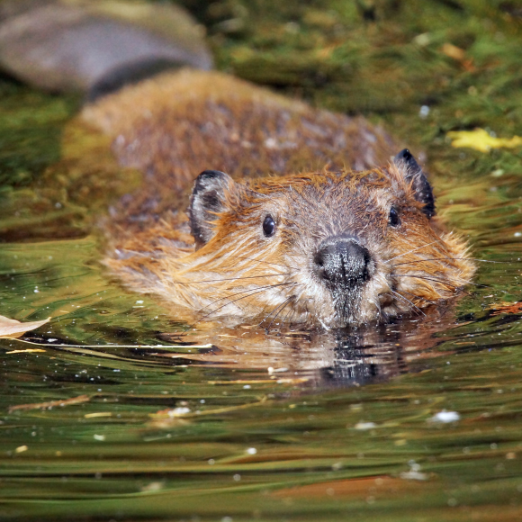 הבונים נגד ההתחממות הגלובלית