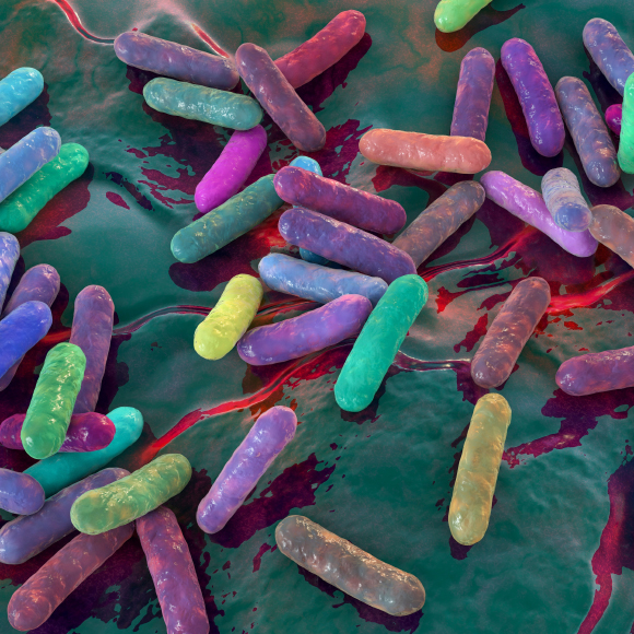 הרעל המסרטן של חיידק המעיים