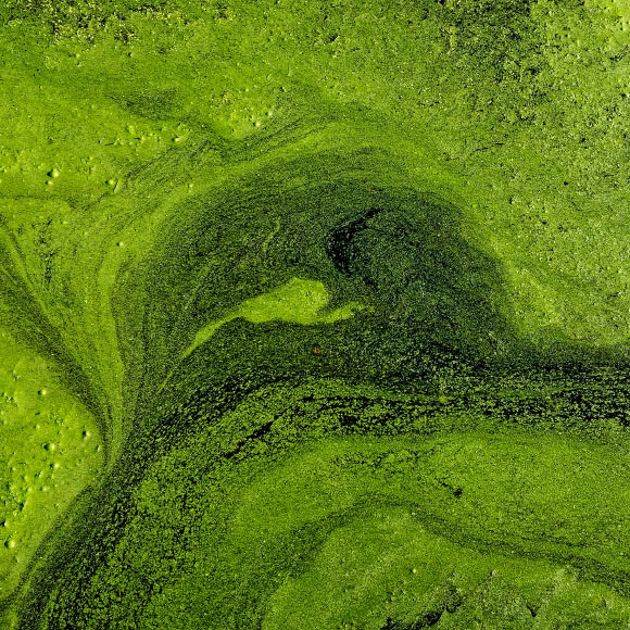 הנגיפים, שליטי האוקיינוסים